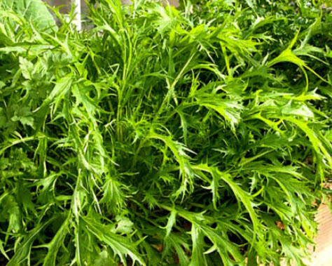 มิซูน่าเขียว (Mizuna green) / 1,500 เม็ด (UK)