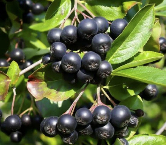 โช้คเบอรี่ดำ (Black Chokeberry) / 25 เม็ด (France)