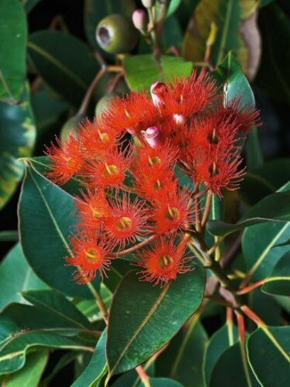 ยูคาลิปตัสแดง หรือยูคาลิปตัสออสเตรเลีย (Corymbia ficifolia) / 10 เม็ด*