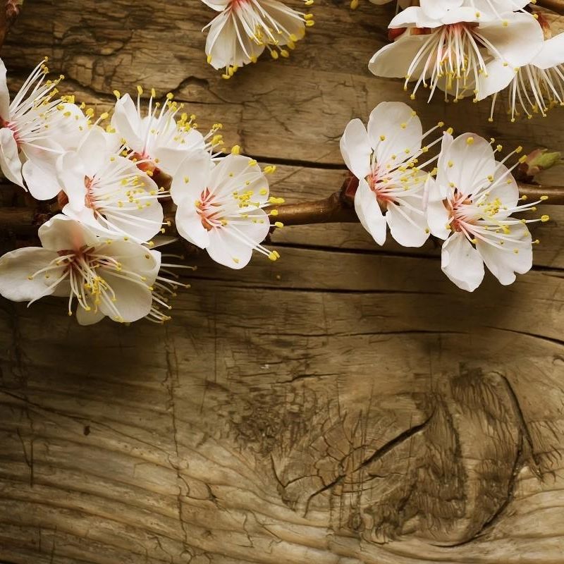 ดอกซากุระ (Cherry blossom )