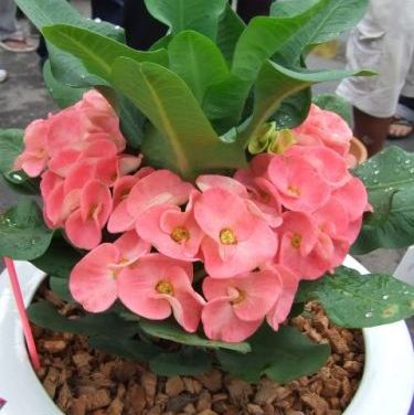 เรซินอัดลายใบ+ดอกโป้ยเซียน(Veiners Leaf + Corow of Thorns flower)