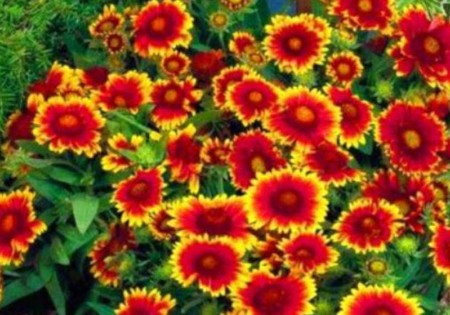 เดือนฉาย หรือ เกลลาเดียร์ (Gaillardia / Blanketflower) ดอกสองสี / 300 เม็ด (UK)*