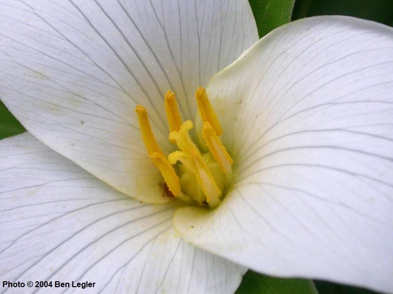 พิมพ์ตัดดอก+ใบไวทรีเลี่ยม(Cutter Mold White Trillium)