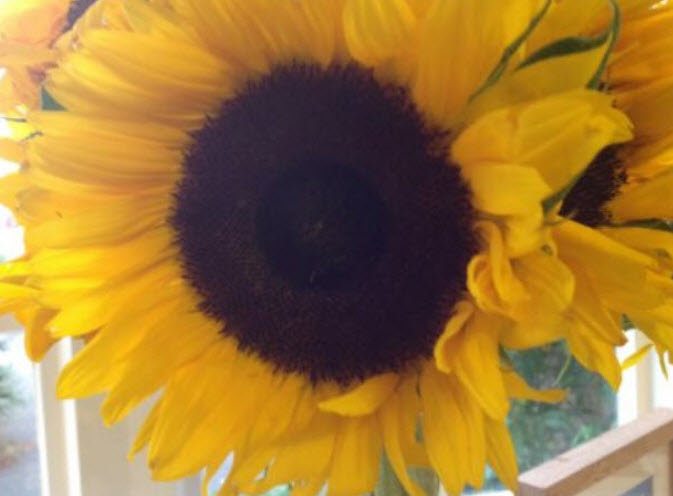 ทานตะวันยักษ์ (Helianthus annuus) สีเหลือง / 50 เม็ด (UK)*