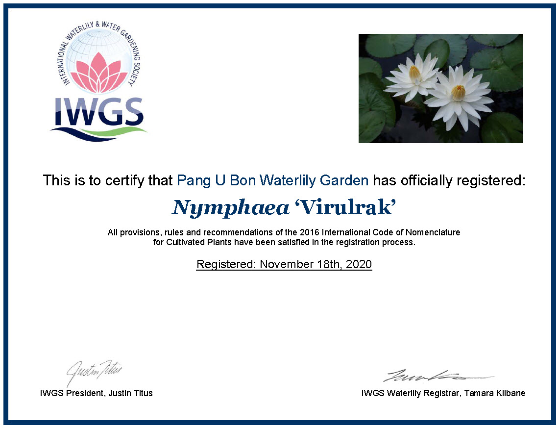 บัวสาย'วิรุฬห์รักษ์' / N.'Virulrak'