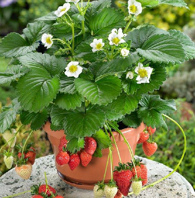 พิมพ์เรซินอัดลายใบสตอเบอรี่(Veiners Strawberry leaf )