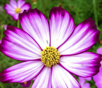 คอสมอส - แคนดี้ สไตร๊พ์ (Cosmos - Candy Stripe) / 20 เม็ด (UK)