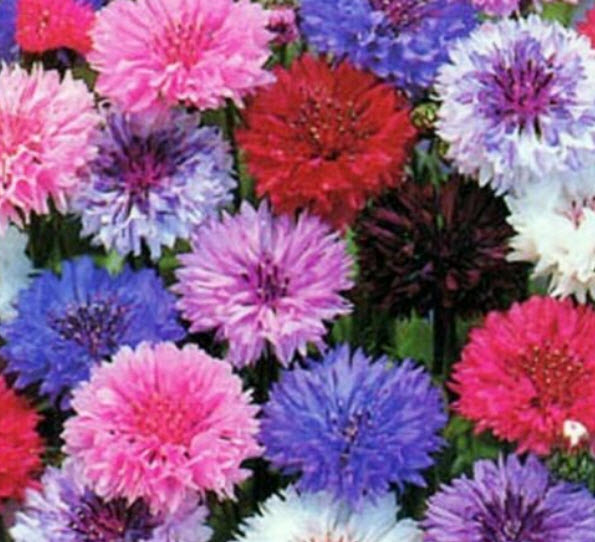 คอร์นฟลาวเวอร์ (Cornflower) ต้นสูง ดอกซ้อน คละสี / 4,400 เม็ด (UK)