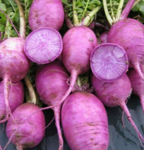 ไชเท้า บลูมูน-เรดมูน คละ (Radish Bluemoon & Redmoon F1 Hybrid) / 100 เม็ด (UK)*