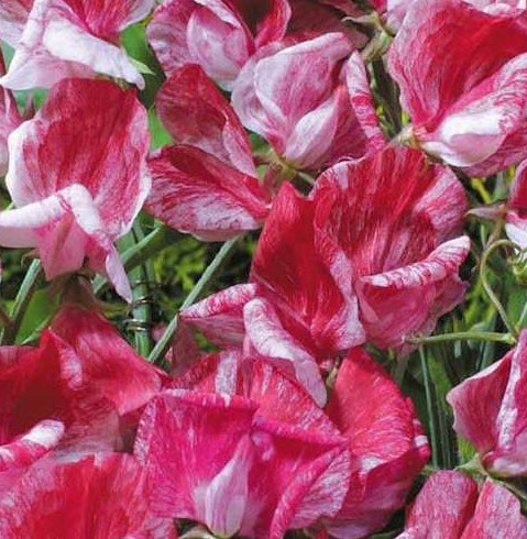 สวีทพี อเมริกา (Sweet Pea Heirloom America) / 25 เม็ด (UK)