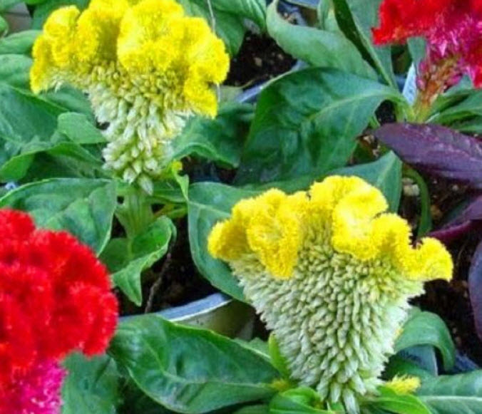 หงอนไก่ (Cockscomb / Celosia) คละ ต้นเตี้ย / 600 เม็ด (UK)*