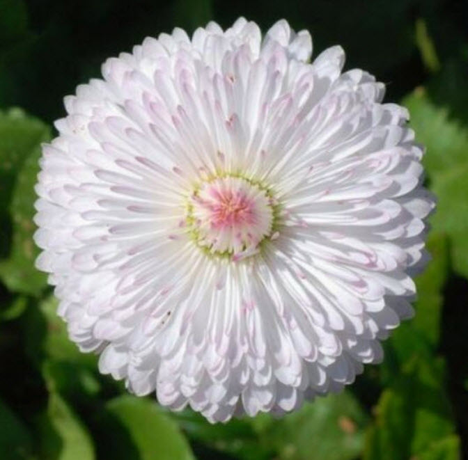 อิงลิช เดซี่ (Daisy English) สีขาว / 50 เม็ด (USA)*