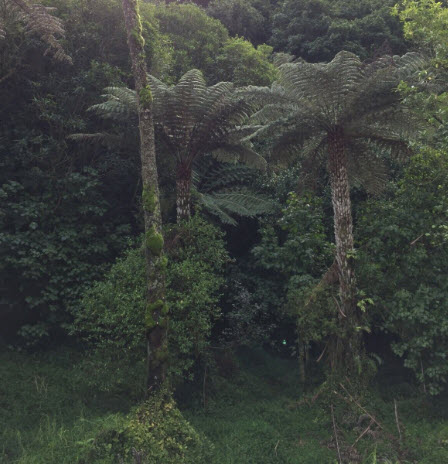 เฟิร์นใบเงิน Silver Fern / Cyathea dealbata / 500 สปอร์ (พรีออเดอร์)