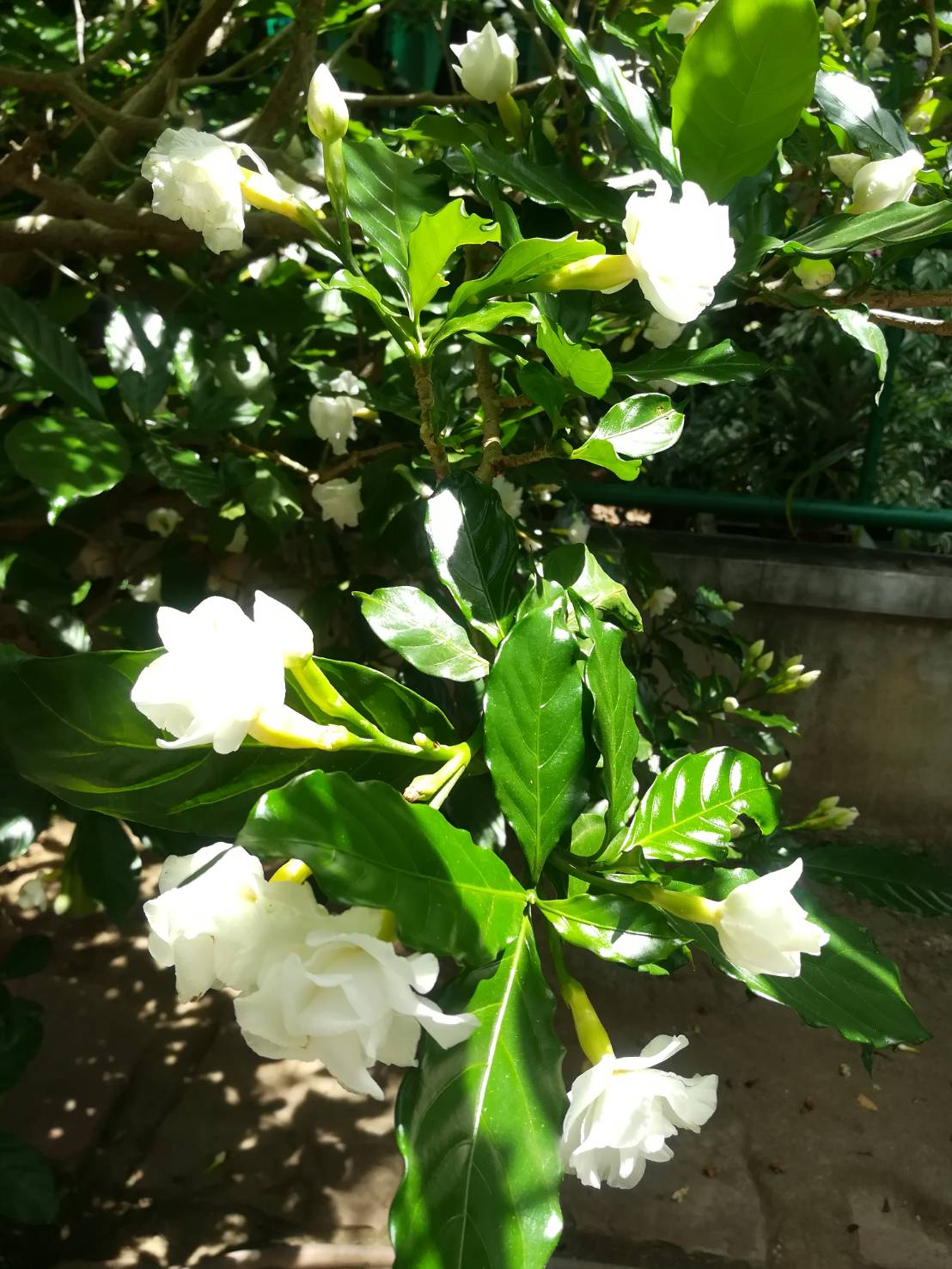 พิมพ์ตัดพุดกุหลาบ(Mold cutter Clavel De La India(Tabernaemontana divaricata)
