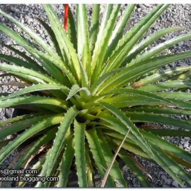พิมพ์ตัดอลูมิเนียมใบสับปะรดสี (Aluminum mold cutter bromeliads )