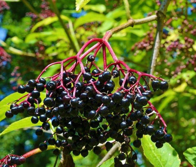 อัลเดอร์เบอรี (Elderberry) ดำ / 25 เม็ด (USA)*
