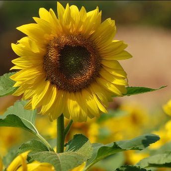 พิมพ์อัดลายใบทานตะวัน+ไฮเดรนเยีย (Veiners SUNFLOWER leaf)
