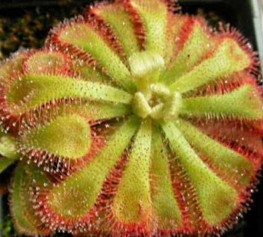 หยาดน้ำค้าง (Sundew / Drosera - Aliciae) / 20 เม็ด (UK)