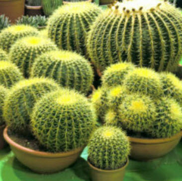 ถังทอง (Golden barrel cactus) / 5 เม็ด (Italy)