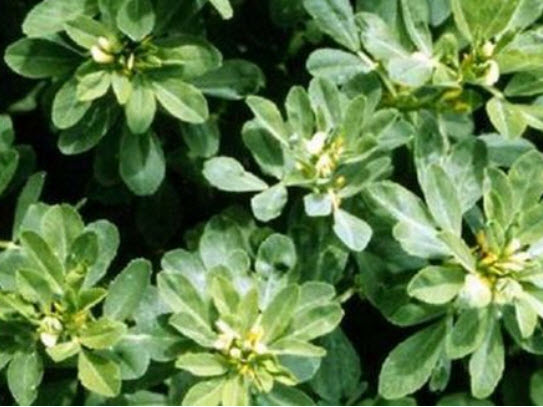 ฟีนูกรีก หรือ ลูกซัด (Fenugreek) / 100 เม็ด (USA)