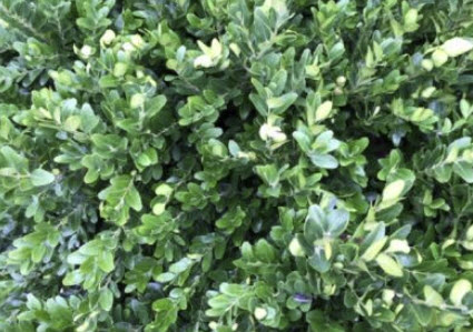 คอมม่อน พริวิท หรือ ไพรวิท (Common Privet / Ligustrum vulgare) / 50 เม็ด (France) *