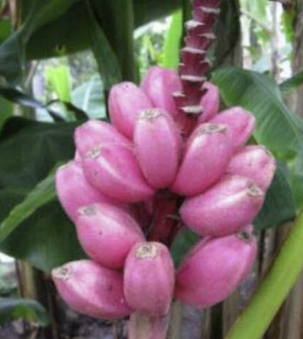 กล้วยรุ่งอรุณ หรือกล้วยดอกบัวอัสสัม (Musa Velutina) / 5 เม็ด (Spain)*