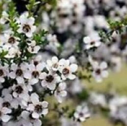 มานูก้า ขาว (White Manuka) / 100 เม็ด (NZ)*