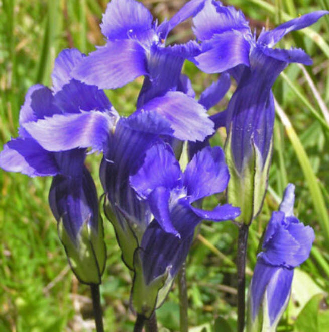 บลู เจนเทียน (Blue Gentian) / 50 เม็ด (Moldova)*