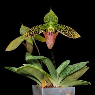 พิมพ์ตัดอก+ใบรองเท้านารีสุขะกุล ( Aluminum mold cutter Paphiopedilum sukhakulii)