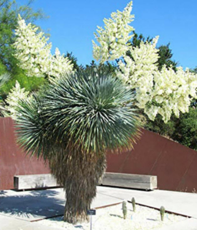 บีค ยุคก้า (Beaked Yucca) / 10 เม็ด (Portugal)*