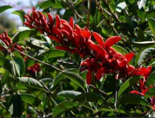มโนรมย์ หรือทองหลางดอกแดง (Coral Tree) / 20 เม็ด*