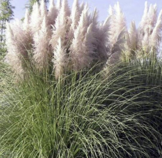 หญ้าภูเขา (Pampas grass / Cortaderia Selloana) สีชมพู (แบบใหม่) / 200 เม็ด (UK)*