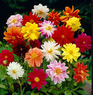 ดาห์เลีย (Dahlia - Dwarf Unwins) / 10 เม็ด (UK)