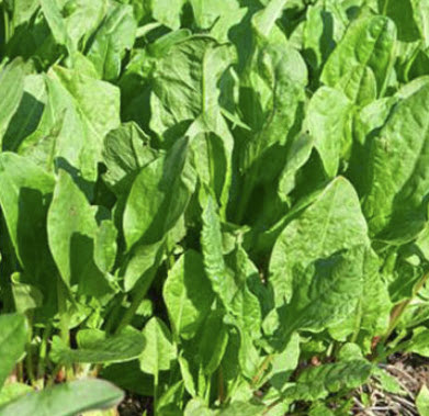 ซอร์เรล (Sorrel - Blonde de lyon / Rumex acetosa) / 150 เม็ด (UK)