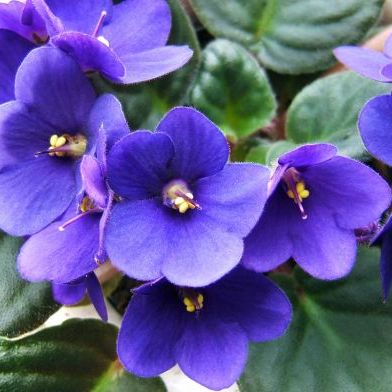 พิมพ์อลูมิเนียมตัดรวมกลีบดอก+ใบแอฟริกันไวโอเล็ต (Aluminum mold cutter African Violet + leaves )