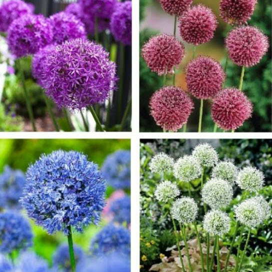 ไจแอนท์ อัลเลี่ยม (Giant Allium Giganteum) / 25 เม็ด (Moldova)