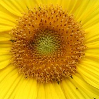 พิมพ์อัดลายดอกทานตะวัน,ดอกดาวกระจาย (Veiners SUNFLOWER,Cosmos )