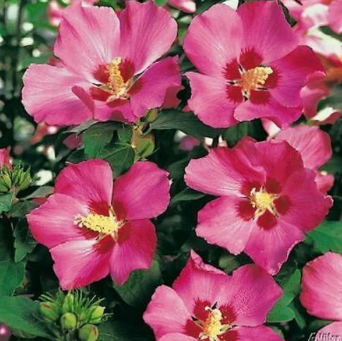 โรส ออฟ ชารอน (Rose of Sharon - Woodbridge) / 50 เม็ด (UK)*