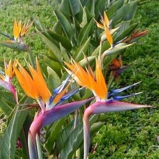 เรซินอัดลายใบก้ามกุ้ง(Veiners Heliconia leaves)