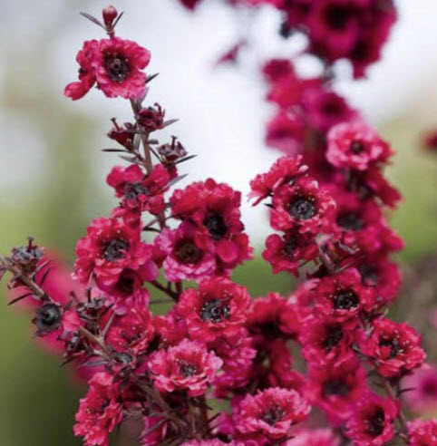 มานูก้า (Manuka) สีแดง ซ้อน / 100 เม็ด (NZ) *