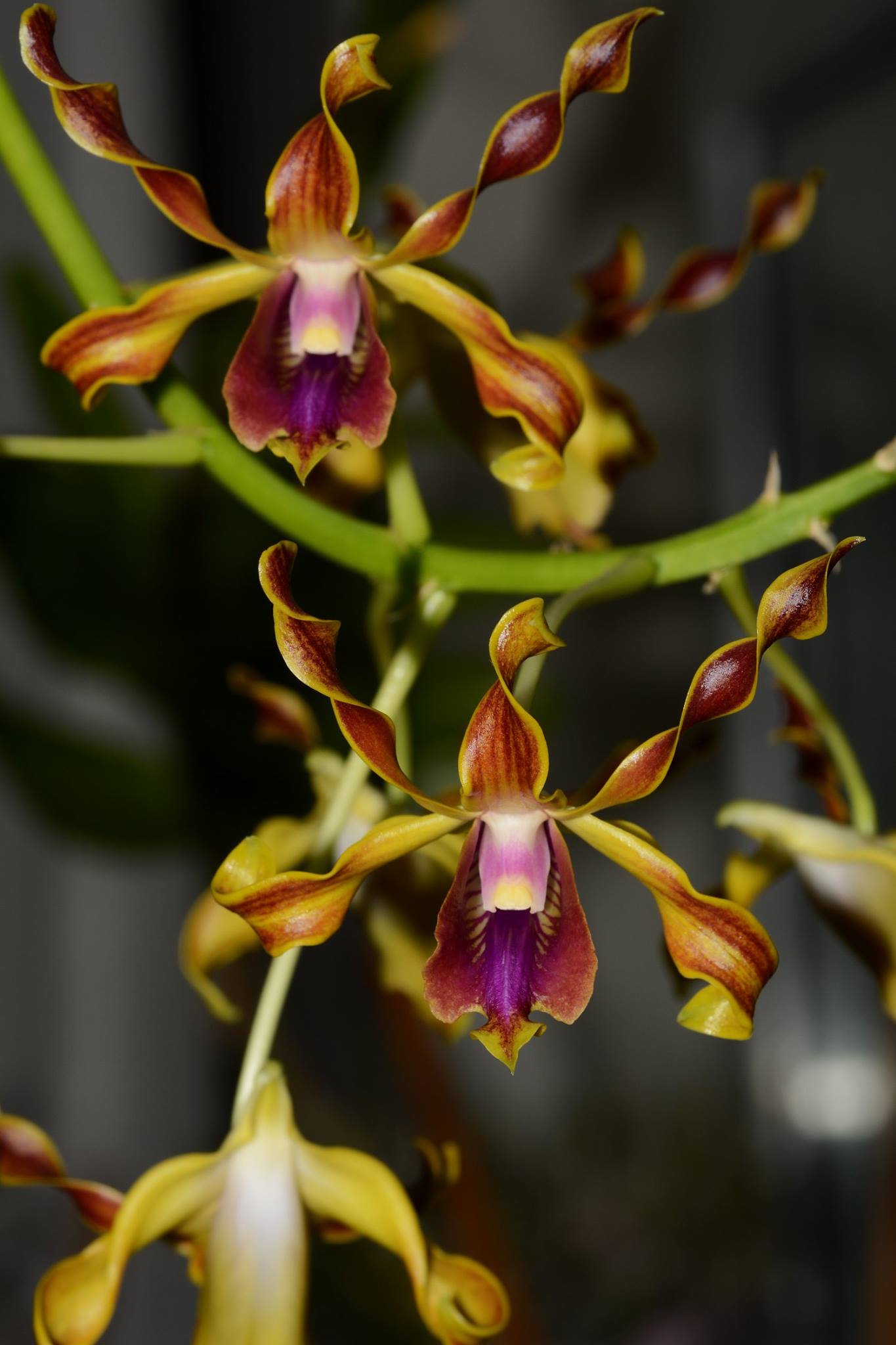 Cutter Mold dendrobium lasianthera