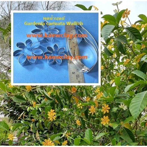 พิมพ์อลูมิเนียมตัดดอก+ใบพุดน้ำบุศย์ (Aluminum mold cutter Gardenia carinata Wallich. + leaves )
