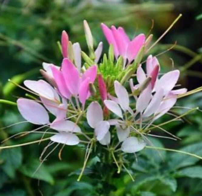 เสี้ยนฝรั่ง (Cleome / Spider Flower) คละ / 200 เม็ด*