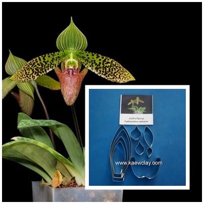 พิมพ์ตัดอก+ใบรองเท้านารีสุขะกุล ( Aluminum mold cutter Paphiopedilum sukhakulii)