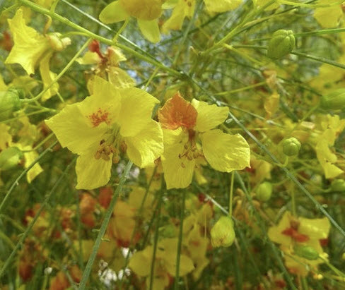 รัตมา หรือรัตตมา (Parkinsonia aculeata) / 10 เม็ด (France)