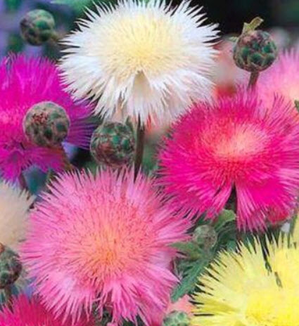 สวีทสุลต่าน (Sweet Sultan / Centaurea Imperialis) คละ / 20 เม็ด (UK)