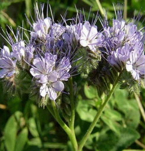 ฟาซิเลีย (Lacy Phacelia / Purple Tansy) / 250 เม็ด (USA)