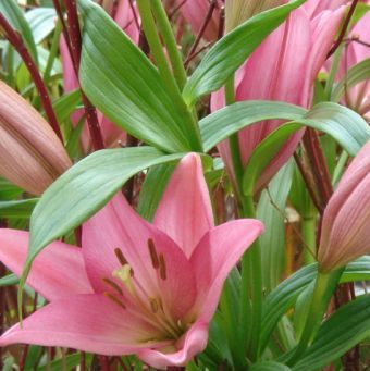 พิมพ์อัดลายใบลิลลี่ (Veiners lily leaves)
