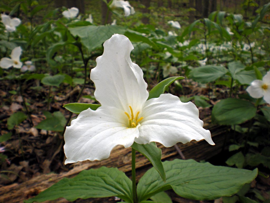 พิมพ์ตัดดอก+ใบไวทรีเลี่ยม(Cutter Mold White Trillium)