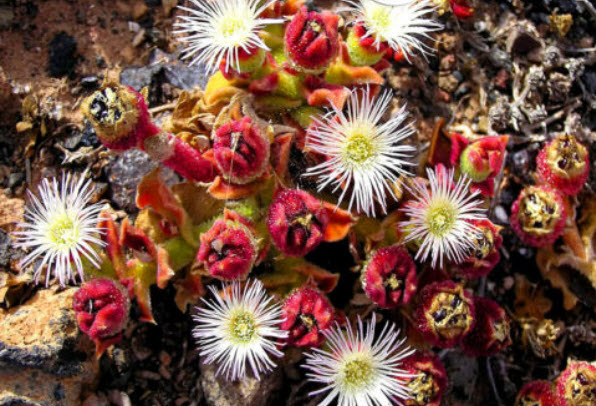 คอมม่อน ไอซ์แพล้นท์ (Common Iceplant / Crystalline Ice Plant) / 700 เม็ด (UK)*